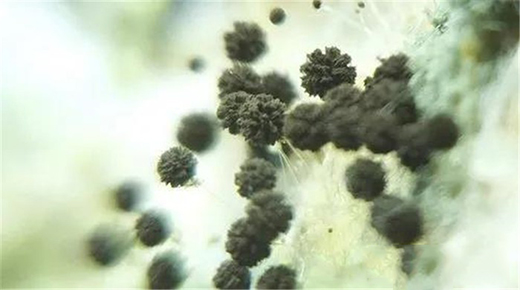 ��Ϳؐ���۾��п����־�����������Ч���ͽ����Ⱦ����