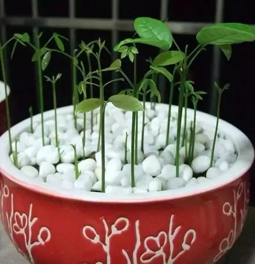 TCL�A�����������N��һƬ��G��׌����͹����������C(j��)