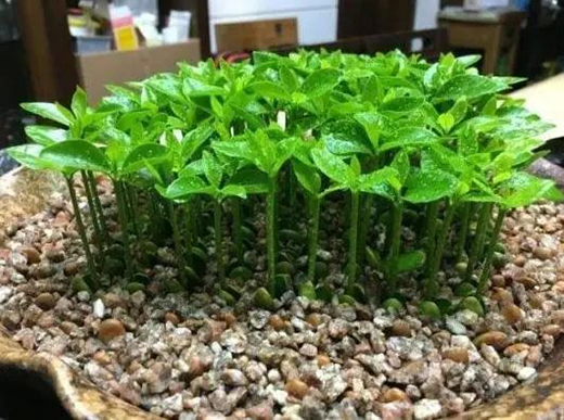 TCL�A�����������N��һƬ��G��׌����͹����������C(j��)