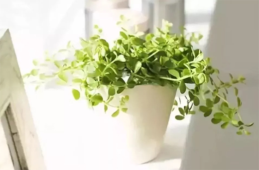 ���˾�ȫ�X�Ҿӡ����X��ľ�����h(yu��n)�x��ȩ����������!