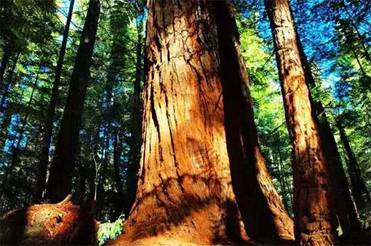 ���黨���ܴ��J(r��n)�ɣ��ɞ�tľ��ġ����F��!