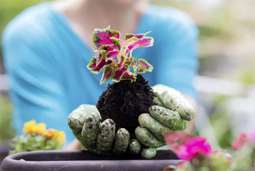 ������(BERNI)������ľ�����չ��δ��(l��i)