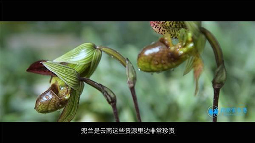 ��ʯ����20����Ĳ��� �A�����o��ֲ���Ĵ���؈��