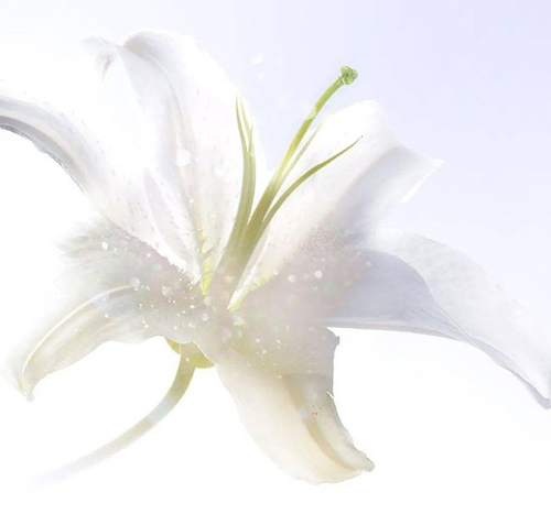 ѩ����ح������s����ğ��ס��y�����ѵǈ�(ch��ng)