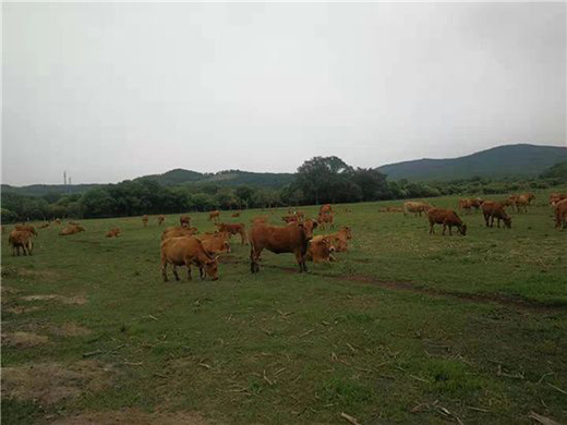 �����������Sţ�� ���콡���ʳ���L(f��ng)��