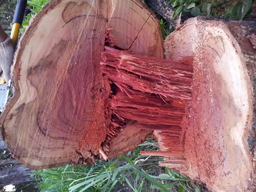 ��t��֦�Ҿ������M�롰���ƻ����r��