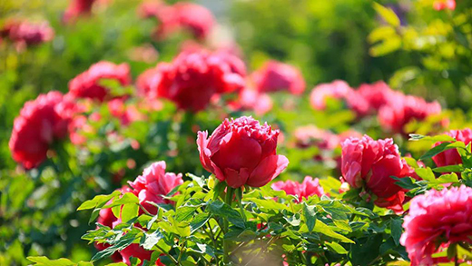 �뮀���� | �аl(f��)����������؛���ԏ�