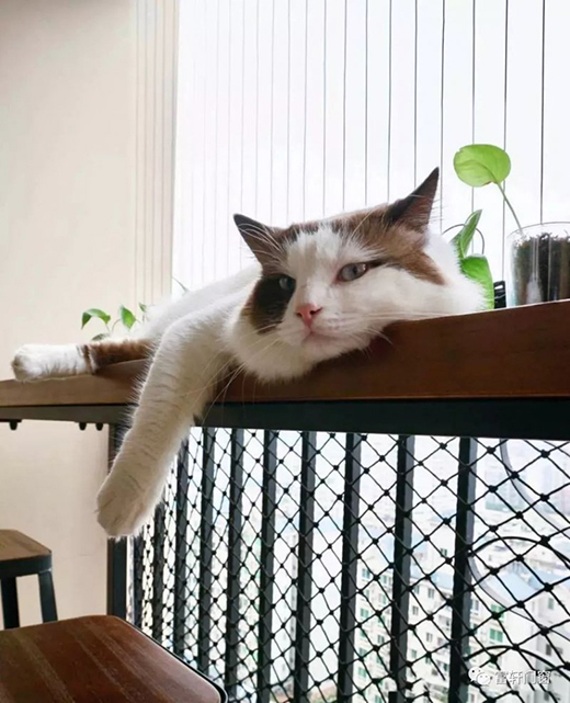 ��܎ȫ���T���(y��ng)�_(t��i)�๦���O(sh��)Ӌ(j��)����������N�N����